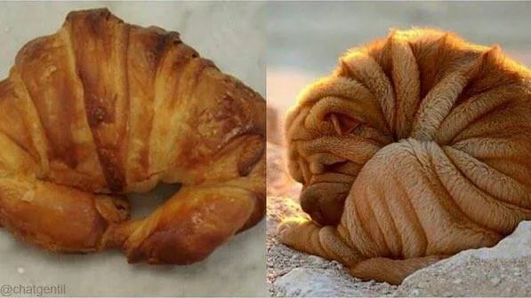 รวมมิตรความฮา ตามประสาสัตว์โลกน่ารัก ที่เหล่าคนรักสัตว์ต้องยิ้มตาม