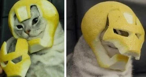 รวมมิตรความฮา ตามประสาสัตว์โลกน่ารัก ที่เหล่าคนรักสัตว์ต้องยิ้มตาม