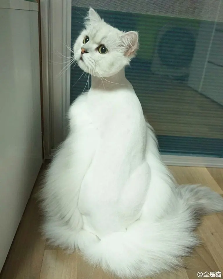 รวมมิตรความฮา ตามประสาสัตว์โลกน่ารัก ที่เหล่าคนรักสัตว์ต้องยิ้มตาม