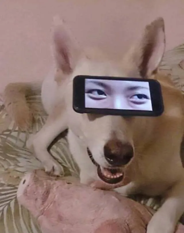 รวมมิตรความฮา ตามประสาสัตว์โลกน่ารัก ที่เหล่าคนรักสัตว์ต้องยิ้มตาม