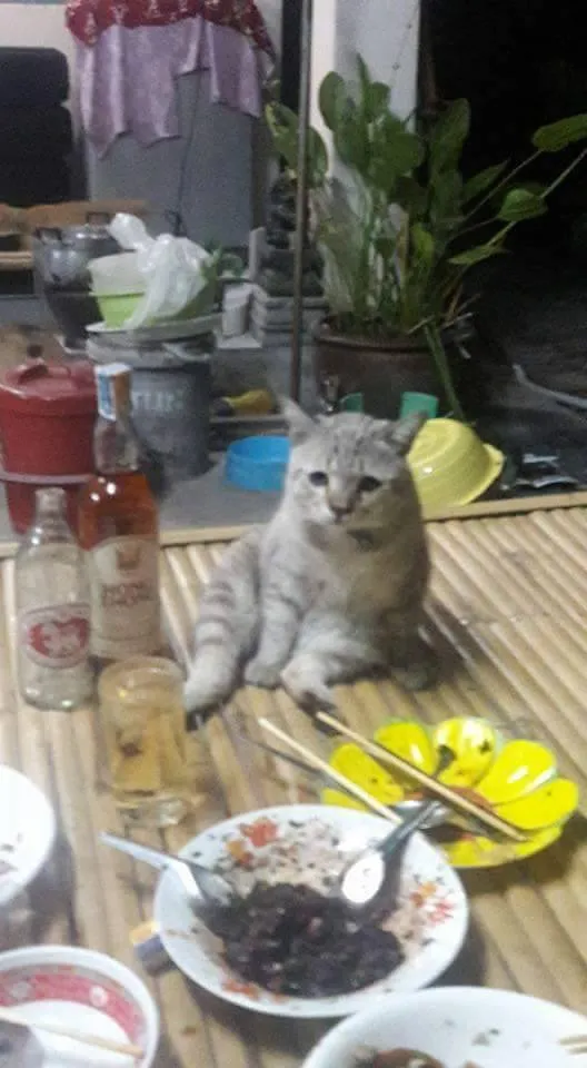 รวมมิตรความฮา ตามประสาสัตว์โลกน่ารัก ที่เหล่าคนรักสัตว์ต้องยิ้มตาม