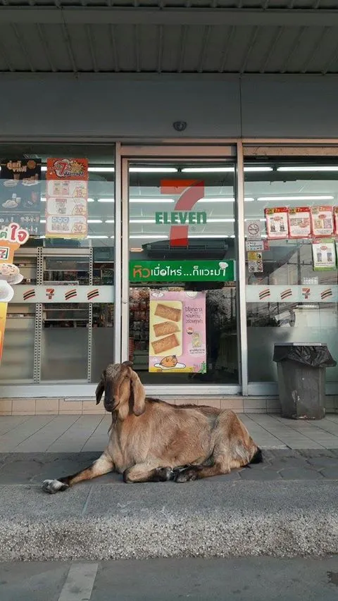 รวมมิตรความฮา ตามประสาสัตว์โลกน่ารัก ที่เหล่าคนรักสัตว์ต้องยิ้มตาม