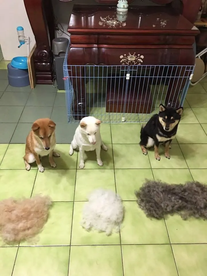 รวมมิตรความฮา ตามประสาสัตว์โลกน่ารัก ที่เหล่าคนรักสัตว์ต้องยิ้มตาม