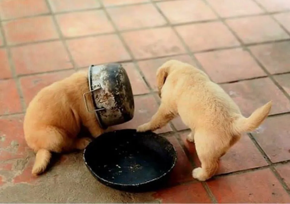 รวมมิตรความฮา ตามประสาสัตว์โลกน่ารัก ที่เหล่าคนรักสัตว์ต้องยิ้มตาม