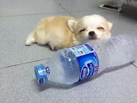 รวมมิตรความฮา ตามประสาสัตว์โลกน่ารัก ที่เหล่าคนรักสัตว์ต้องยิ้มตาม