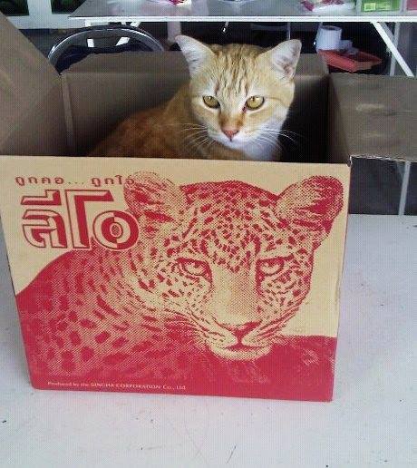 รวมมิตรความฮา ตามประสาสัตว์โลกน่ารัก ที่เหล่าคนรักสัตว์ต้องยิ้มตาม