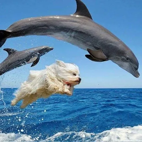 รวมมิตรความฮา ตามประสาสัตว์โลกน่ารัก ที่เหล่าคนรักสัตว์ต้องยิ้มตาม