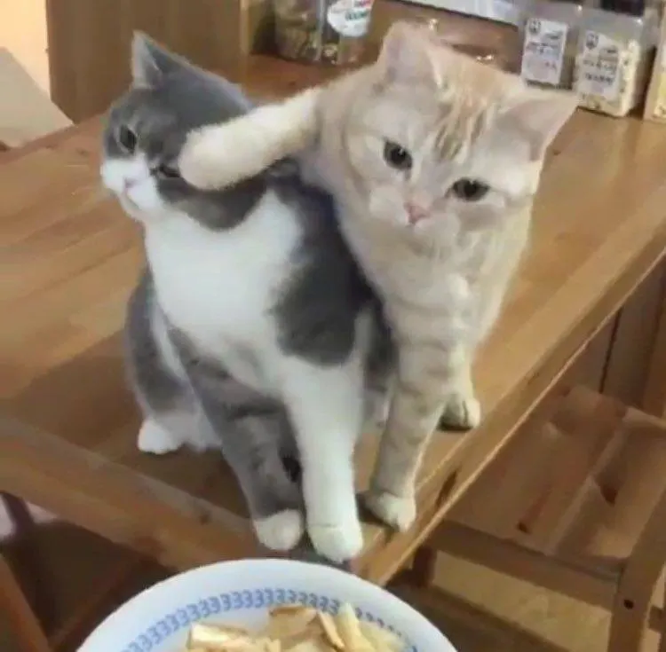 รวมมิตรความฮา ตามประสาสัตว์โลกน่ารัก ที่เหล่าคนรักสัตว์ต้องยิ้มตาม