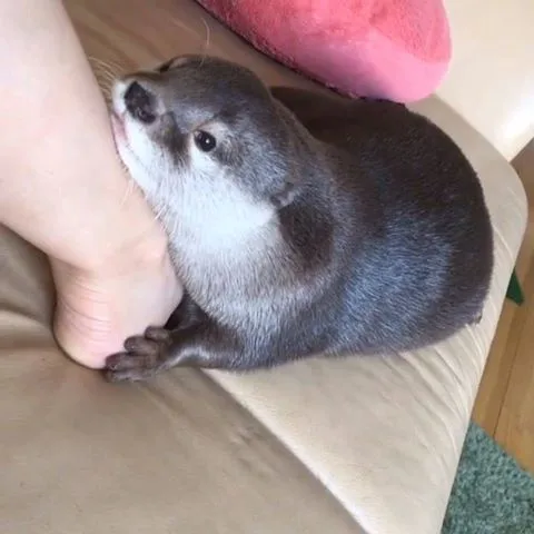 รวมมิตรความฮา ตามประสาสัตว์โลกน่ารัก ที่เหล่าคนรักสัตว์ต้องยิ้มตาม