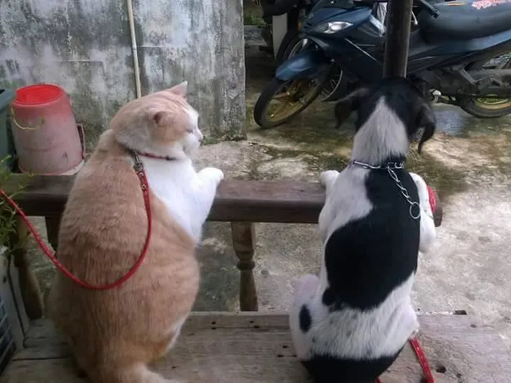 รวมมิตรความฮา ตามประสาสัตว์โลกน่ารัก ที่เหล่าคนรักสัตว์ต้องยิ้มตาม