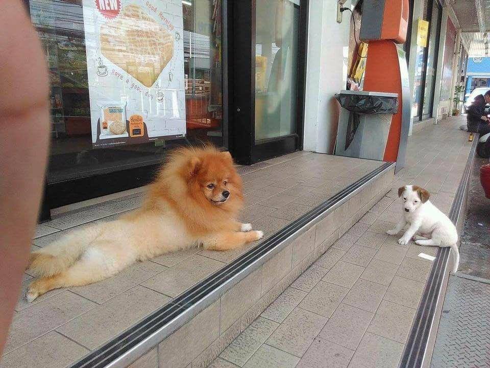 รวมมิตรความฮา ตามประสาสัตว์โลกน่ารัก ที่เหล่าคนรักสัตว์ต้องยิ้มตาม