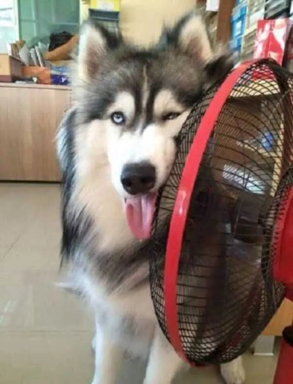 ภาพตลกเพื่อเตรียมพร้อมสำหรับฤดูร้อน