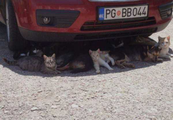 ภาพตลกเพื่อเตรียมพร้อมสำหรับฤดูร้อน