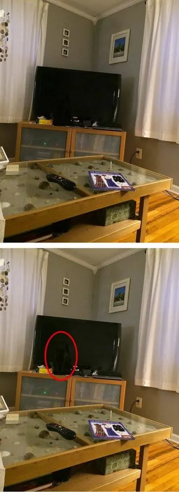 มาตามหาแมวที่หายไปกัน !!! เจ้าเหมียวใช้วิชาพรางตัว จนเจ้าของหาแทบไม่เจอ