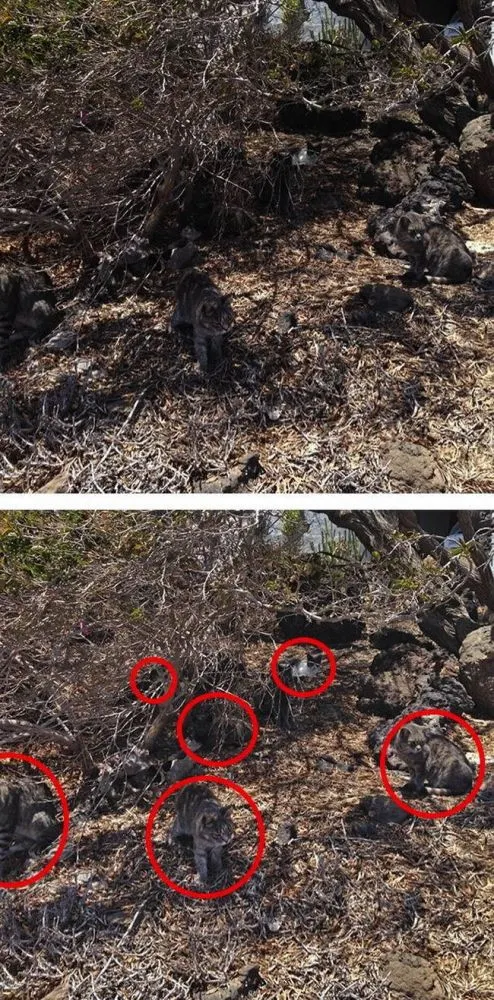 มาตามหาแมวที่หายไปกัน !!! เจ้าเหมียวใช้วิชาพรางตัว จนเจ้าของหาแทบไม่เจอ