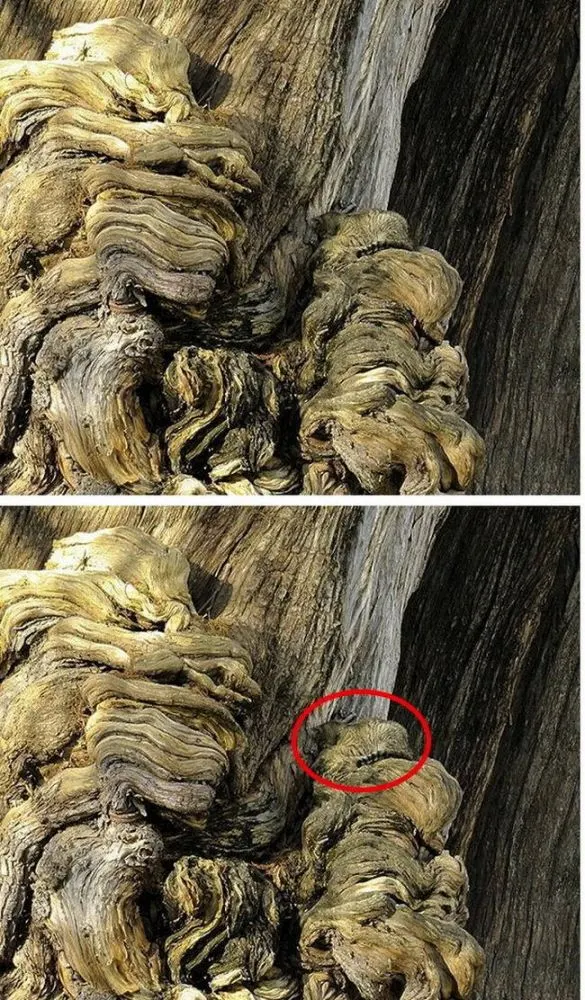 มาตามหาแมวที่หายไปกัน !!! เจ้าเหมียวใช้วิชาพรางตัว จนเจ้าของหาแทบไม่เจอ