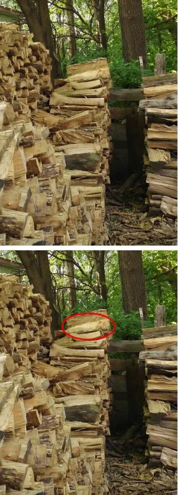 มาตามหาแมวที่หายไปกัน !!! เจ้าเหมียวใช้วิชาพรางตัว จนเจ้าของหาแทบไม่เจอ