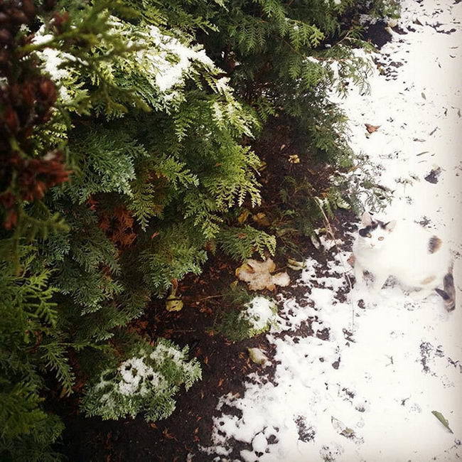 มาตามหาแมวที่หายไปกัน !!! เจ้าเหมียวใช้วิชาพรางตัว จนเจ้าของหาแทบไม่เจอ