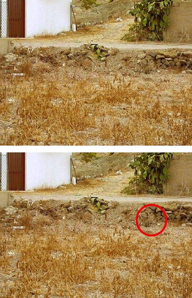 มาตามหาแมวที่หายไปกัน !!! เจ้าเหมียวใช้วิชาพรางตัว จนเจ้าของหาแทบไม่เจอ