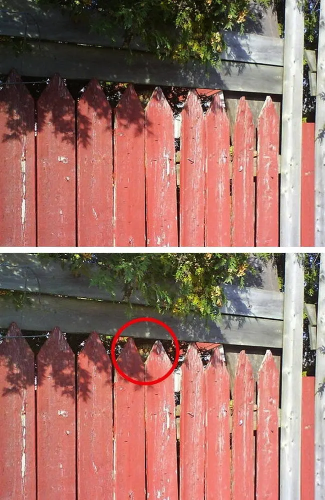 มาตามหาแมวที่หายไปกัน !!! เจ้าเหมียวใช้วิชาพรางตัว จนเจ้าของหาแทบไม่เจอ