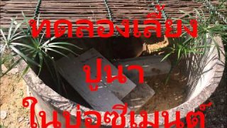 มาทดลองเลี้ยงปูนา ในบ่อซีเมนต์กัน