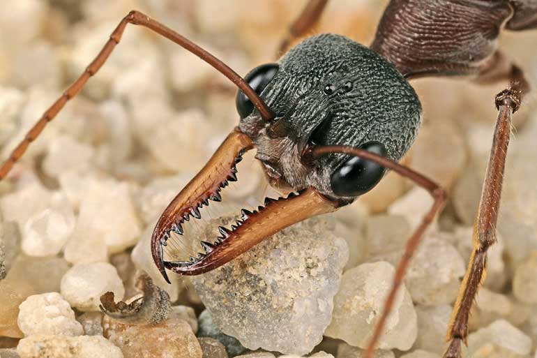 นี่คือ! BULL ANT หนึ่งในมดที่อันตรายที่สุดในโลก ยังไงมาดู!