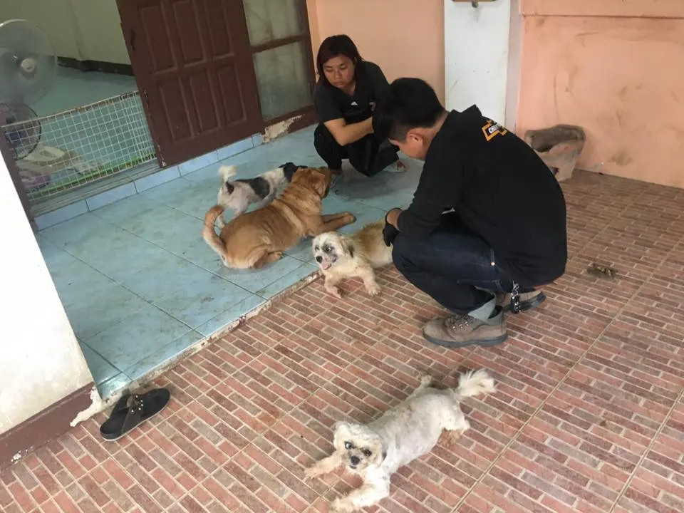 ในภาพอาจจะมี 1 คน, สุนัข