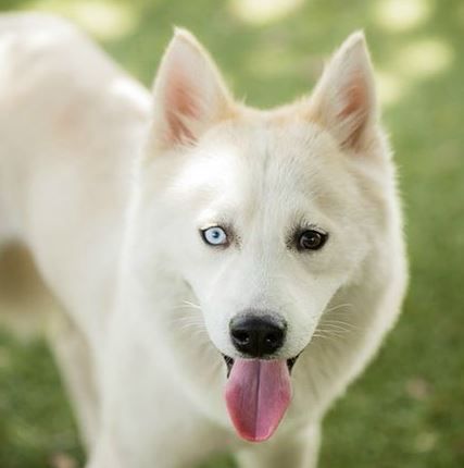 สุนัขสวย ๆ: เคล็ดลับในการเลี้ยงสุนัขเพื่อให้มีดุจเนื้อดุจตาและสวยงาม