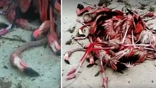 นกฟลามิงโกสีชมพู หลายร้อยชีวิตล้มตาย หลังถูกพายุเฮอร์ริเคน 'เออร์มา'ถล่ม ความเร็วลมราว 260กม./ชม.