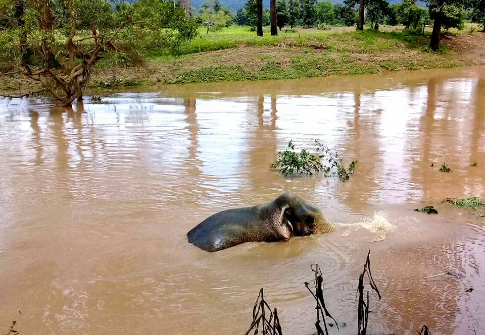 น่าสงสาร! ช้างป่าถูกน้ำพัดไหลมากับน้ำ ชาวบ้านเร่งหาทางช่วย!