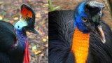 CASSOWARY นกอันตราย ที่เคยเตะคนตายมาแล้ว
