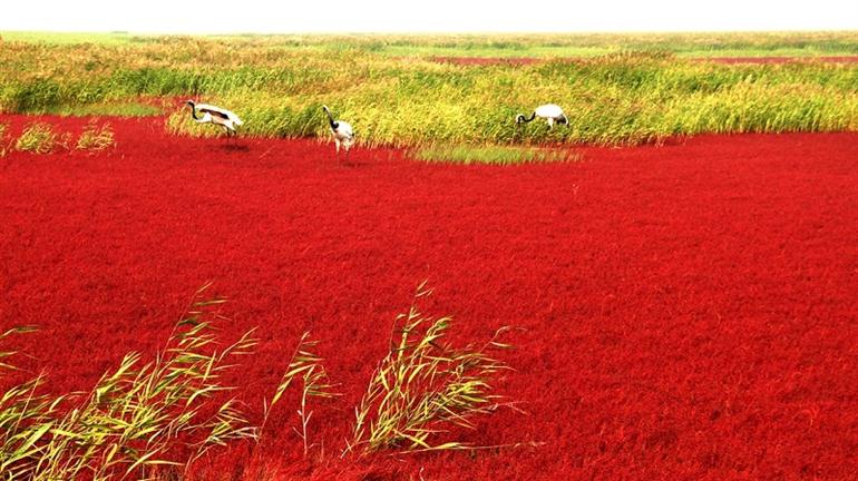 RED SEABEACH ชายหาดสีแดง ความงดงามตามธรรมชาติในจีน