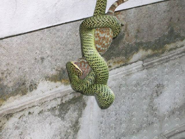 งูไทยน่ารู้