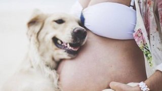 15 สุนัขที่มีความรักให้กับเจ้าของและเด็กในท้องด้วย