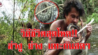 วิถีชีวิตสุดโหด! ชายหนุ่มกับไม้ท่อนเดียว ออกล่าอสรพิษร้าย