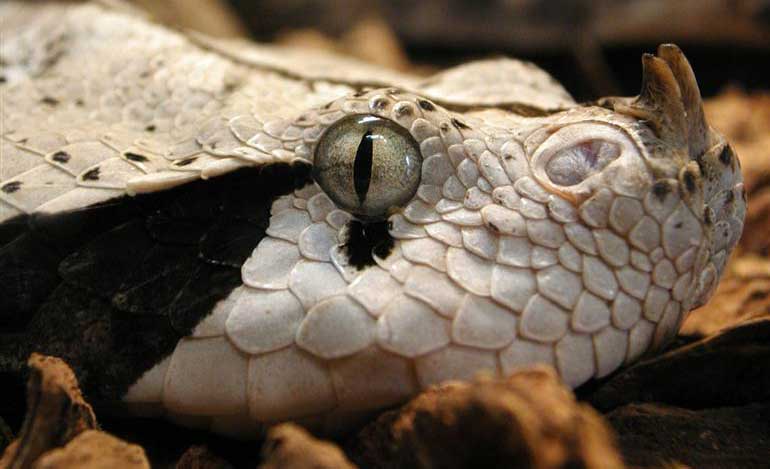GABOON VIPER งูที่มีเขี้ยวพิษยาวที่สุดในโลก