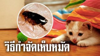 วิธีกําจัดเห็บ หมัดแมวในบ้านง่ายๆ ด้วยสมุนไพรแบบธรรมชาติ หมดปัญหาหมัดเต็มบ้าน