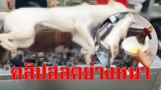 สลดจับสุนัขย่างกิน คาดคลิปจากตุรกี