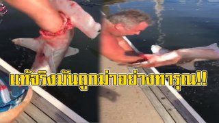 คลิประทึกขวัญ ประมงดึงแขนเจอฉลามหัวค้อนเขมือบ