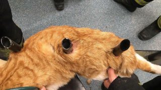 สยอง! แมวเก้าชีวิตของจริง! ถูกเหล็กรั้วบ้านเสียบทะลุร่าง แต่รอดตายปาฏิหารย์!