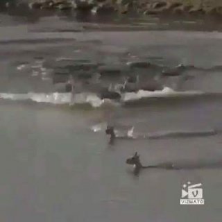 สละชีพเพื่อลูก..ซาบซึ้งมาก ให้จระเข้กินตัวเองเพื่อให้ลูกน้อยรอด