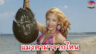 วิจัยแบบสอบถาม "แมงดา" ขัดกับความเท่าเทียม ใช่หรือไม่