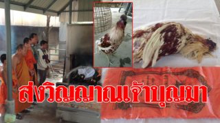 ตายแล้ว “เจ้าบุญมา” ไก่ชนหัวขาด เหตุเพราะติดเชื้อ