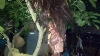 ชาวเน็ตโพสต์สยอง!! อีแอบมาขโมยกินไก่แต่ไปโดนหนามเกี่ยว เลยโดนจับได้