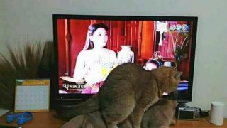 ในคำคืนที่ ออเจ้าโล้สำเภา