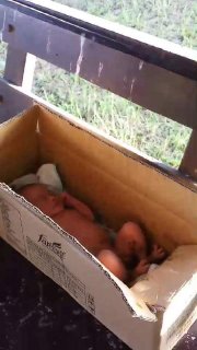 สลด! ทารกถูกทิ้ง นอนเปลือยกาย จมกองอึในลังกระดาษ ถูกวางไว้ศาลาข้างทาง โชคดี พนง.กฟผ.มาพบ