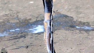 อุทาหรณ์&hellip;แม่ไม่รู้ตัวถูกงูพิษกัดขณะนอนหลับ ตื่นมาให้นมลูกปกติ สุดท้ายเสียชีวิตทั้งคู่