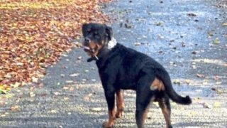 เด็ดขาด!! "ร็อตไวเลอร์" คลั่ง ไล่กัดคนกลางเมือง เจอส่องดับ