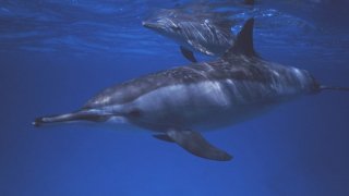 นักวิจัยสะดุ้ง เจอเซ็กส์หมู่โลมาเกย์นอกชายฝั่งออสเตรเลีย