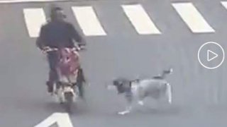 ชนแล้วหนี！ไซบีเรียนพุ่งชนมอ&rsquo;ไซค์จนล้ม แถมเผ่นหนีหลังก่อเหตุ เจ้าของโดนค่าเสียหายเป็นแสน